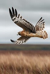 Fototapeta premium Hen Harrier flying