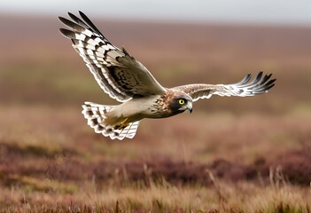 Fototapeta premium Hen Harrier Hovering