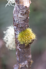 Green Alga Moss and lichen on a tree branch in Tasmania bush
