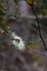 White lace lichen growing on tree branch in Tasmanian forest bush