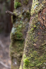 Close up Green moss covered tree bark in a dense Tasmanian bush