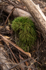 Vibrant green furry moss growing on forest floor in Tasmania hairy