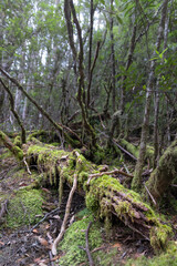 Fototapeta premium Green moss covered fallen tree in lush Tasmanian forest bush
