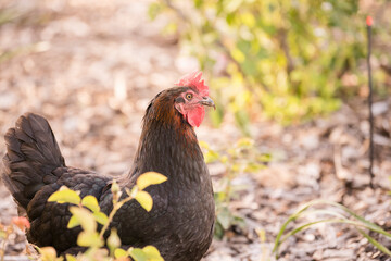 A black hen stands alert in a natural outdoor setting