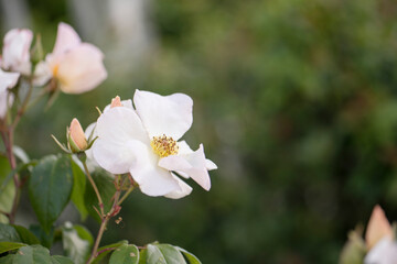 Delicate white rose blooming in a garden