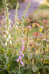 Tall foxglove flowers blooming in a lush garden setting