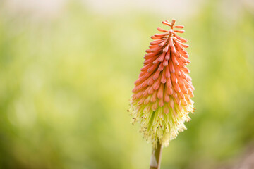 Vibrant red hot poker flower blooming