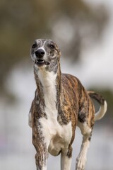 Whippet Running Lure Course Sprint Dog Sport