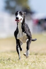 Whippet Running Lure Course Sprint Dog Sport