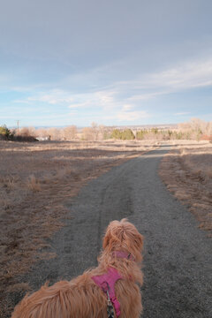 Trail Walking with a Man's Best Friend