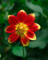 Close up of Red and Yellow Dahlia with green leaves outside
