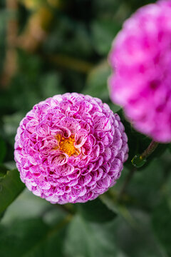Pink petals yellow center pompo Dahlia blooming outside garden