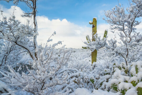 Snow Capped Serenity in Saguaro National Park, Arizona