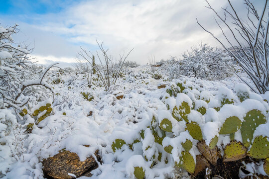 Snow Capped Serenity in Saguaro National Park, Arizona