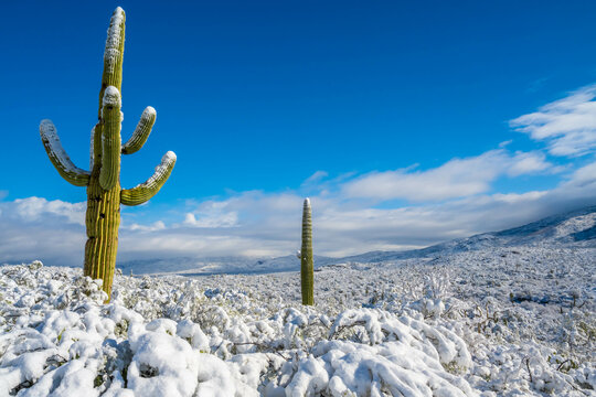 Snow Capped Serenity in Saguaro National Park, Arizona