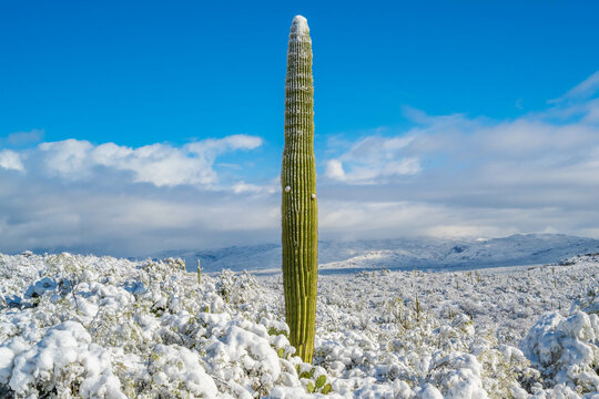 Snow Capped Serenity in Saguaro National Park, Arizona