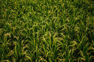 Closeup of Rice Fields with Ripening Grains in Tetebatu, Indonesia