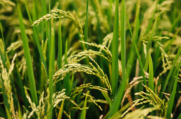 Organic Rice Grains Growing in a Vibrant Green Paddy Field