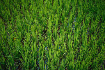 Green Rice Paddy in Lombok Indonesia
