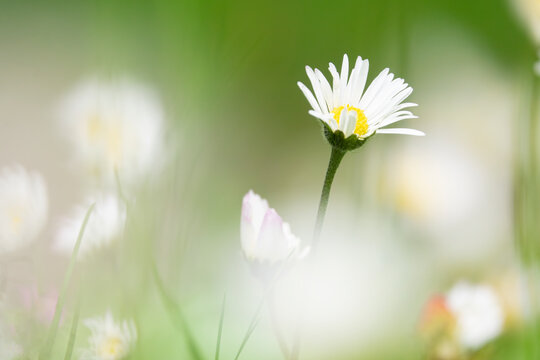 In a field of daisy flowers - Powered by Adobe
