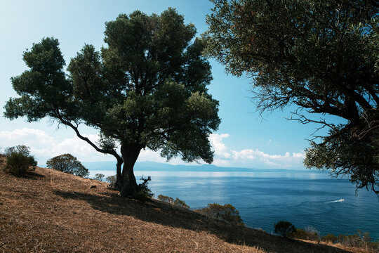 Coastal Landscape with Trees and Calm Sea