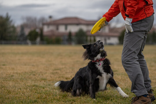 Border Collie looking at owner intensely