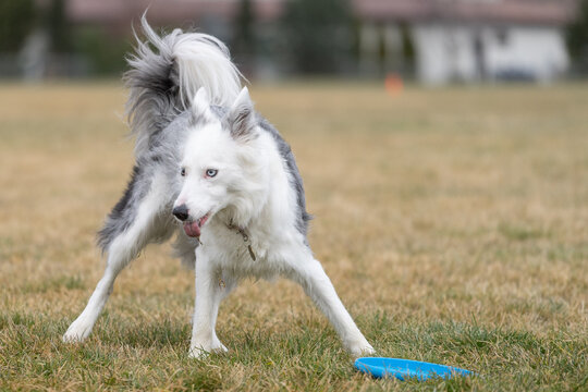 Border Collie with tongue sticking out