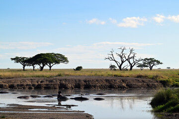 Landscape of swamp with group of hippos resting in water, Sereng
