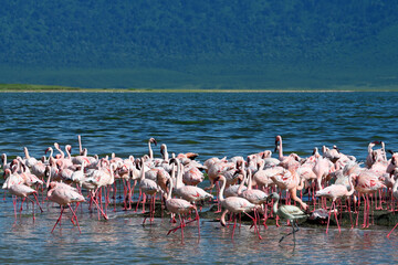 Fototapeta premium Group of flamingos in water, Ngorongoro Conservation Area