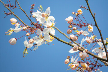 Pink shower tree (Cassia bakeriana) flowering