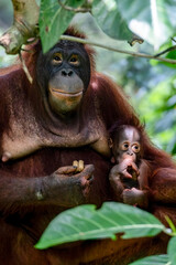 Portrait of the mother and baby Bornean Orangutan