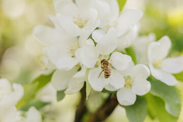 Close-up of a honey bee collecting pollen from a white blossom