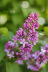 Beautiful purple lilac flowers with lush green background