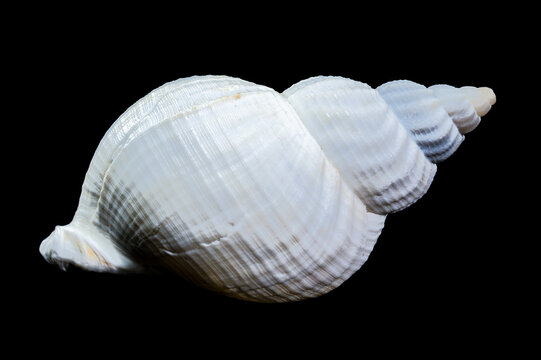 Large white common whelk buccinum undatum shell on black background