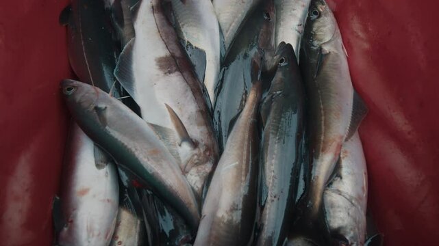 Fishing reels and red container full of fish on the boat