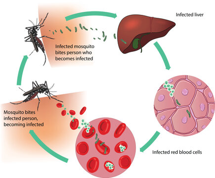 illustration of malaria transmission cycle diagram