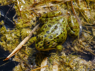 cute frog in the lake