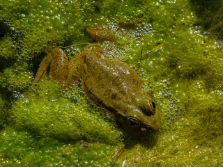a cute frog in nature