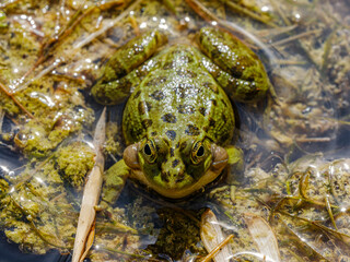 a cute frog in nature