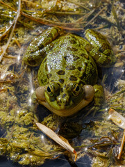 a cute frog in nature