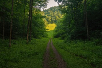 Naklejka premium Winding path leads through lush green forest towards bright sunl