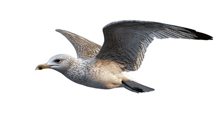 Fototapeta premium A graceful seagull in flight, soaring effortlessly against a bright white sky, its wings spread wide in a moment of freedom and natural elegance.