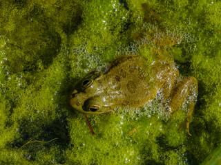 a cute frog in nature