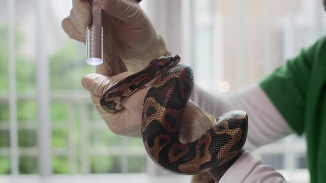 Medium close up shot of hands of herpetologist inspecting python snakes eyesight with flashlight at clinic
