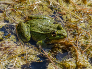a cute frog in nature