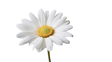 Fototapeta premium Daisy's Delicate Display: A pristine daisy with radiant white petals and a golden center, captured in perfect detail, embodies purity and natural beauty.