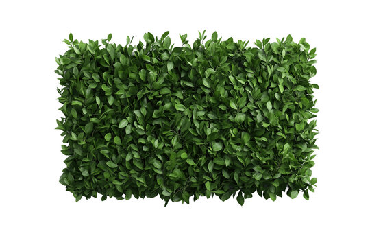 Gr&uuml;ner Busch isoliert auf transparentem Hintergrund &ndash; PNG

