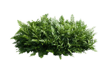Grüner Busch isoliert auf transparentem Hintergrund – PNG

