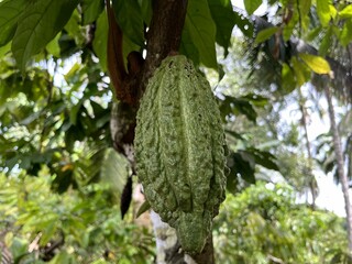 Cocoa fruit on the tree