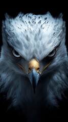 Majestic Eagle Portrait Powerful Bird of Prey Intense Gaze Wildlife Photography Dark Background     